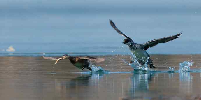 白秋沙鸭抢劫小