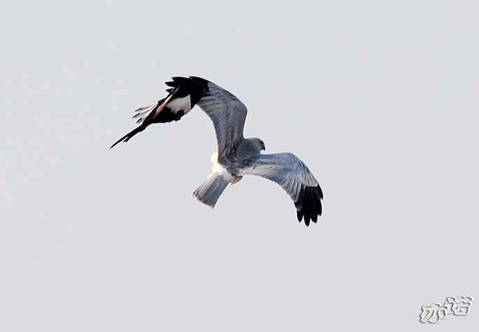 官厅水库&nbsp;wbr路&nbsp;wbr被喜鹊驱赶的白尾鹞