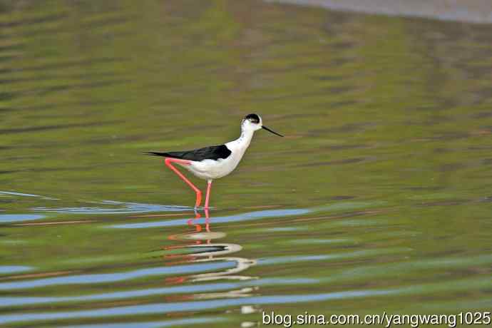黑翅长脚鹬（2）