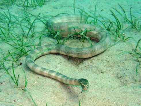 龙：传说的兽原型探秘（海蛇类）