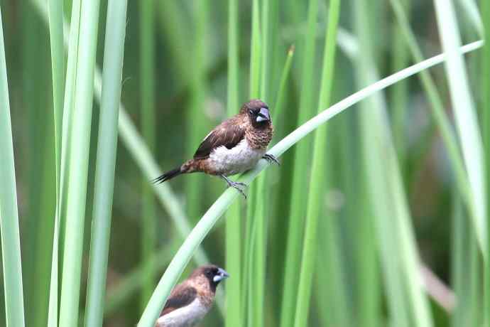 摄鸟拾趣（十） wbr白腰文鸟