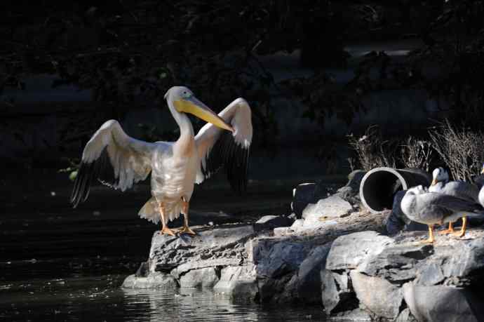 再拍大鹈鹕 wbr8