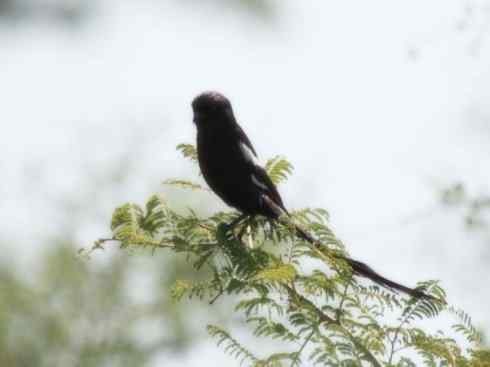 天生猎手：非猛禽类猎手之五（海上霸主军舰鸟、海鸥）
