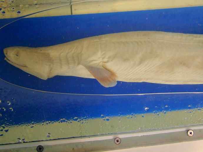 鱼类活化石：皱鳃鲨