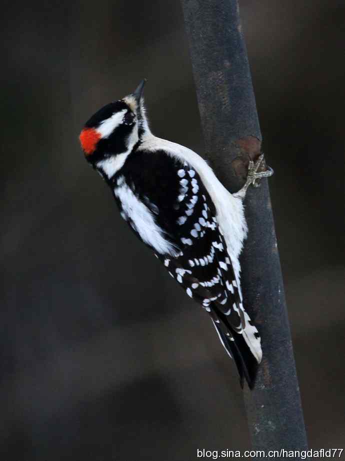 绒啄木鸟 绒啄木鸟