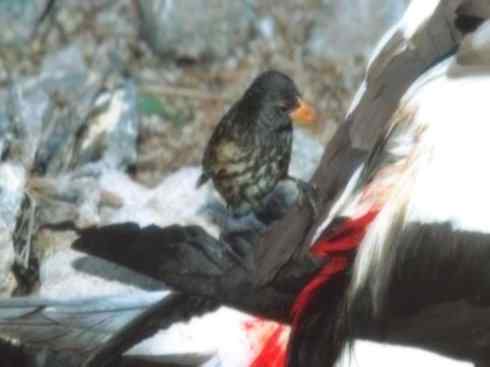 天生猎手:非猛禽类猎手之七 天生猎手:非猛禽类猎手之七