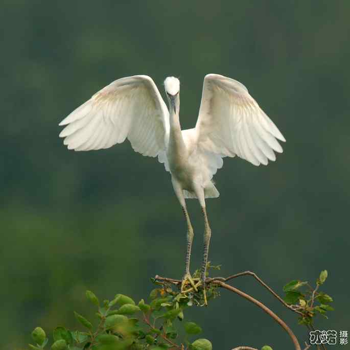 小白鹭与小夜鹭 小白鹭与小夜鹭