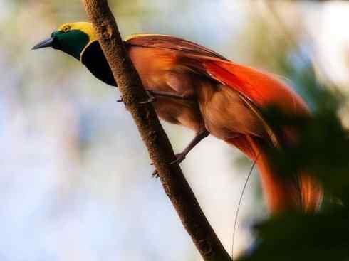 美丽无罪:雀鸟之极乐鸟 美丽无罪:雀鸟之极乐鸟