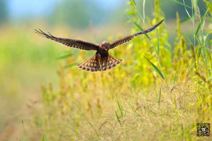 悬停舞者鈥斺斎叼