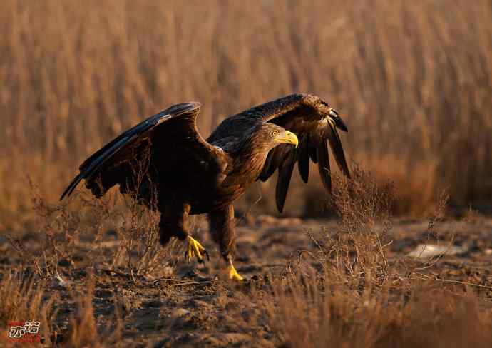 北戴河 wbr路 wbr白尾海雕 北戴河 wbr路 wbr白尾海雕