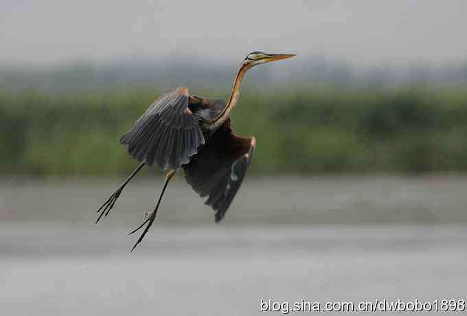 乌梁素海之草鹭鈥斺斈诿晒勰裥校ǘ）