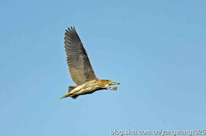 飞(夜鹭)71 飞(夜鹭)71