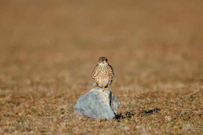【野鸭湖的鸟】灰背隼