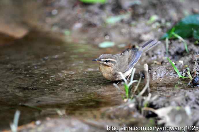 北京天坛公园的鸟类——巨嘴柳莺（5）