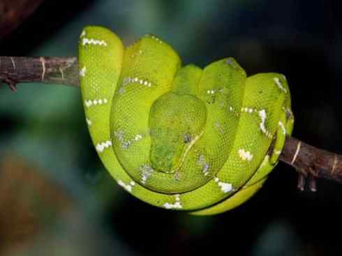 龙：传说的兽原型探秘（树蚺类）