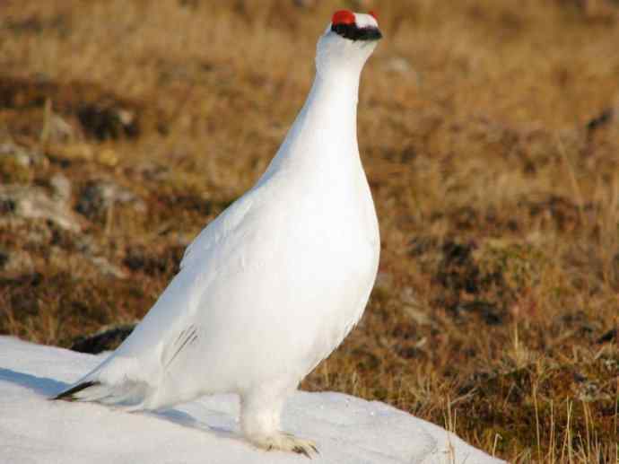 犬科：狐亚科之北极狐（雪鸮、雷鸟）