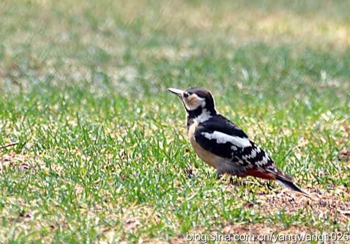 大斑啄木鸟