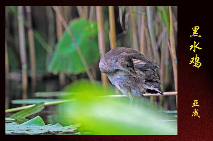 黑水鸡（亚成）