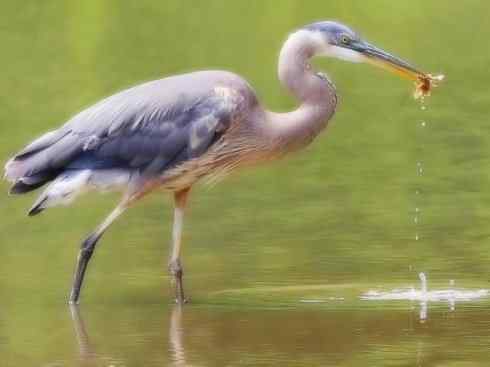 天生猎手：非猛禽类猎手之六（重量级的杀手——大型鹭鸟）