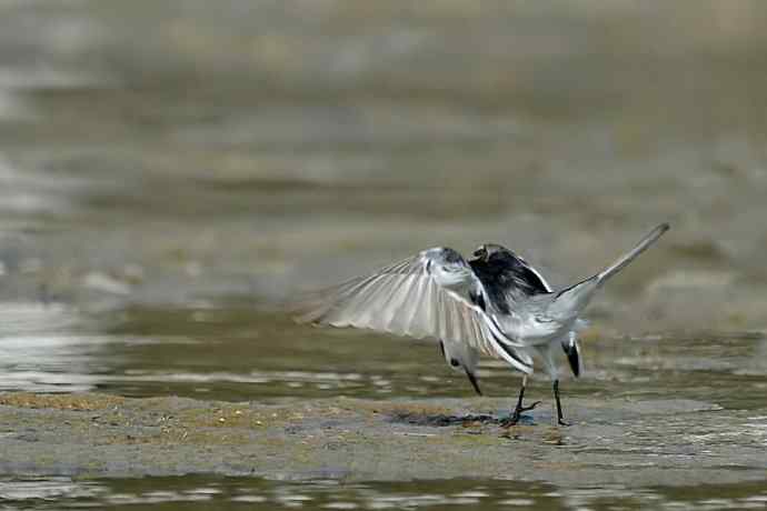 《白河湾的鸭子与十渡的白鹡鸰》
