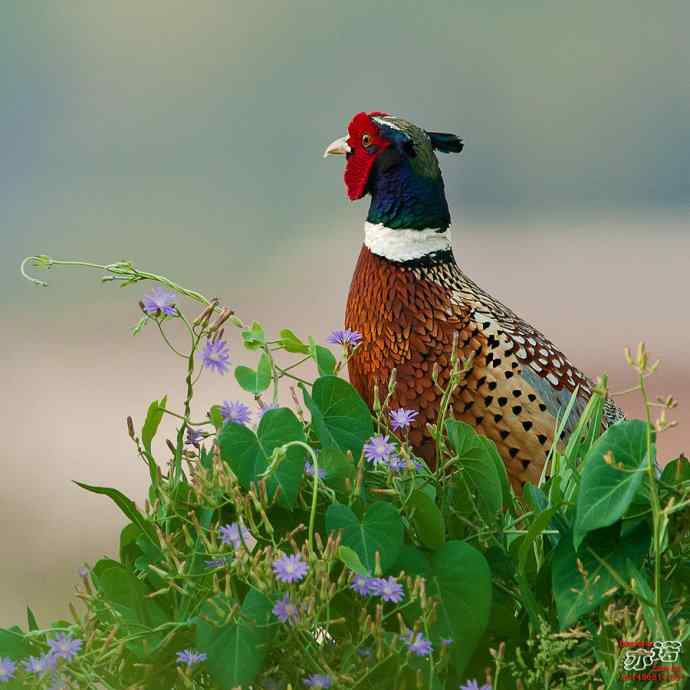 衡水湖&nbsp;wbr路&nbsp;wbr雉鸡