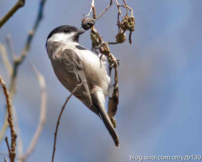 擦枪第二天(组图)