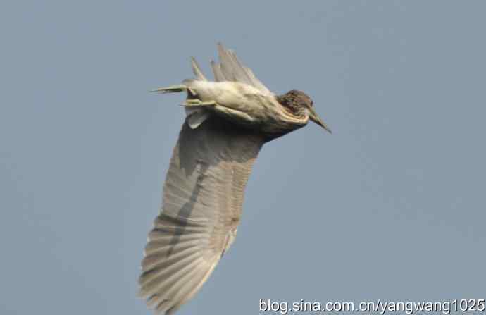 飞（夜鹭） wbr1