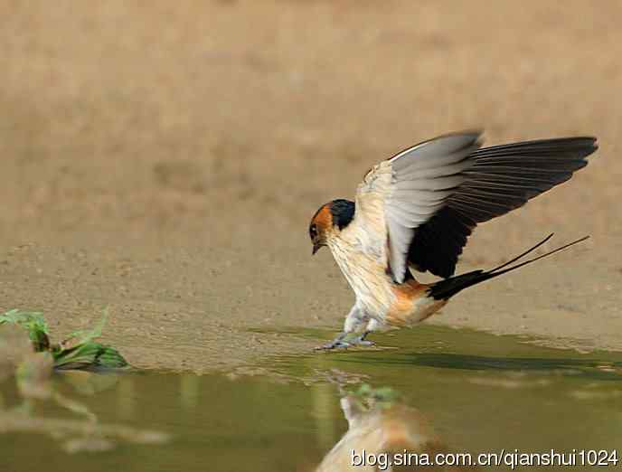 小燕子,穿花衣(金腰燕)