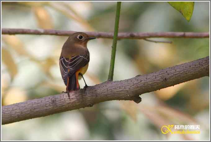 蓝额红尾鸲MM【照片】