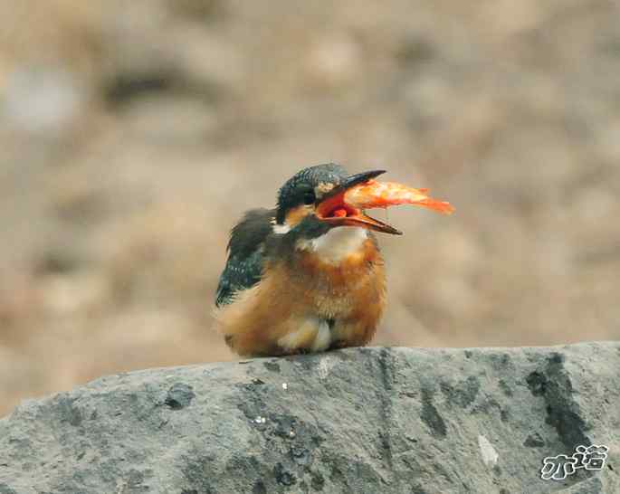 圆明园&nbsp;wbr路&nbsp;wbr小翠吃红鱼