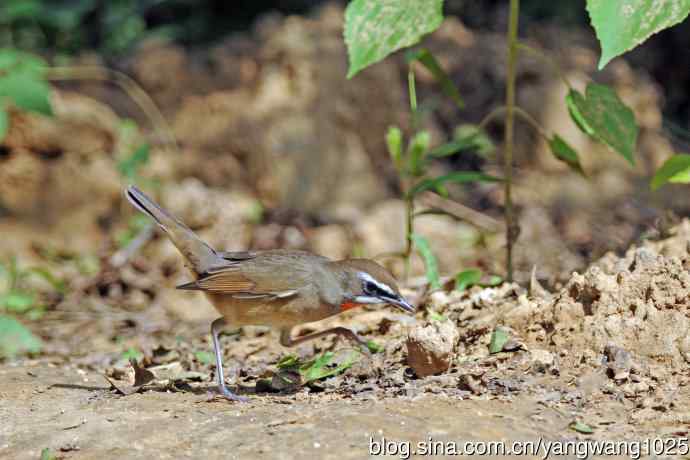 雄性红喉歌鸲(20) 雄性红喉歌鸲(20)