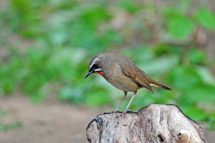 北京天坛公园的鸟类——雄性红喉歌鸲（4）