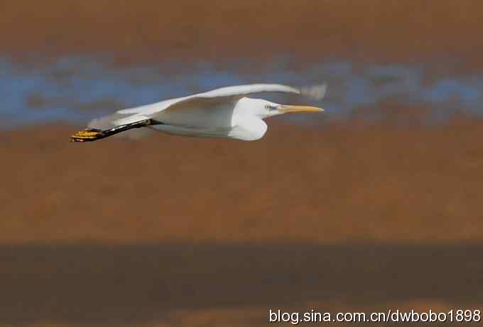 偶遇濒危珍禽-唐白鹭