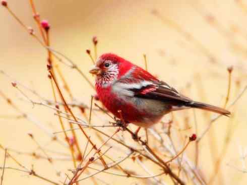 美丽无罪：雀鸟之雀类