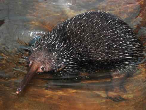 盘点十二大著名食蚁动物：短吻针鼹