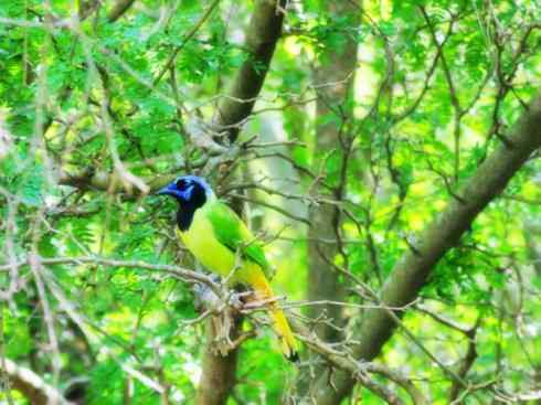 美丽无罪：雀鸟之蓝鸦