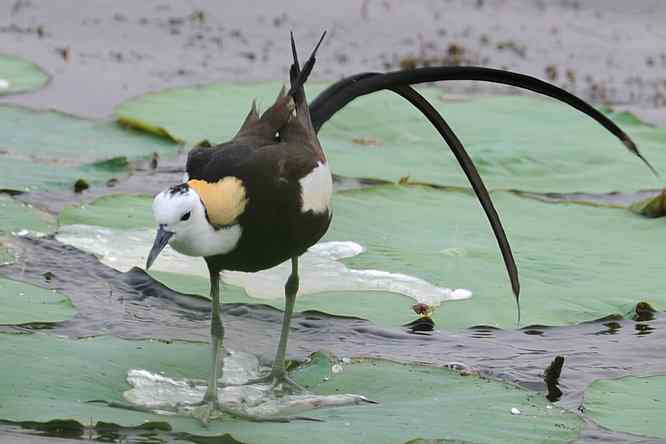 衡水湖印象(水稚)