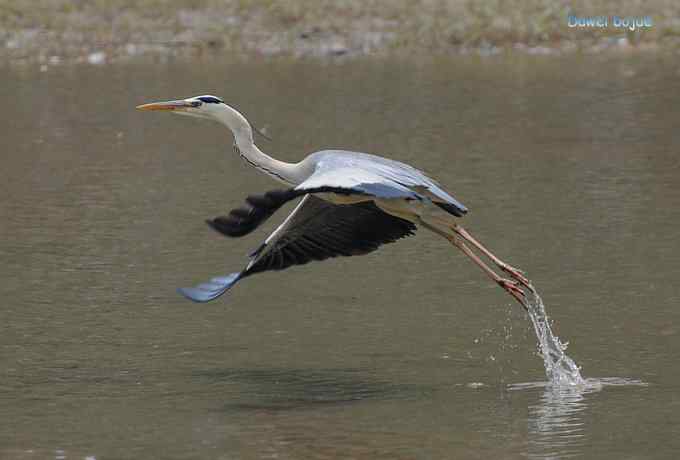 白河六月几只鸟　