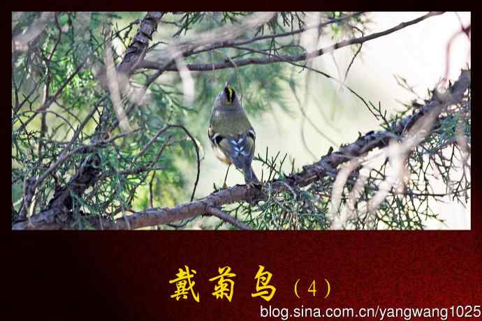 戴菊鸟(4) 戴菊鸟(4)