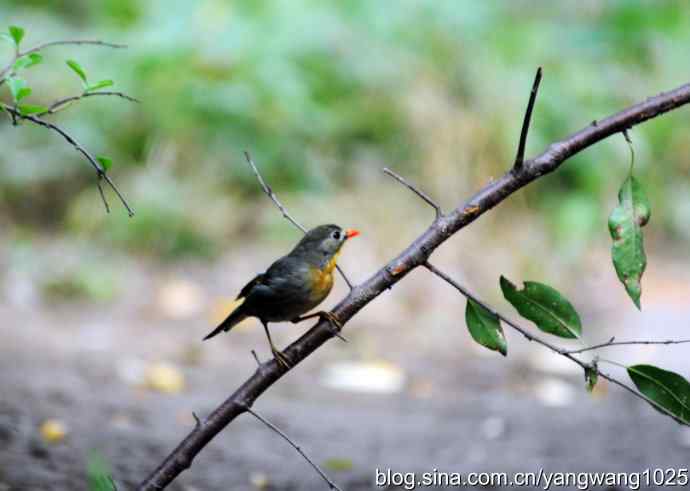 又遇相思鸟(1) 又遇相思鸟(1)