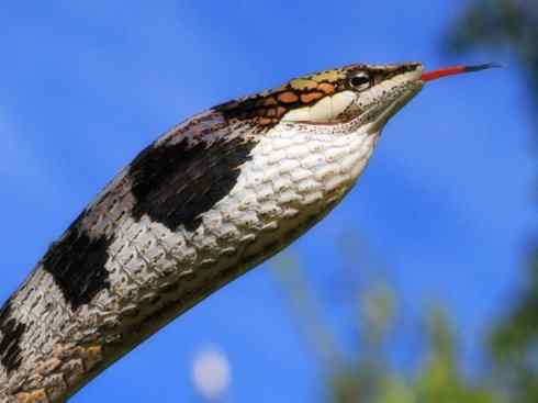 龙:传说的兽原型探秘(树蛇类) 龙:传说的兽原型探秘(树蛇类)