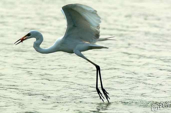 白鹭捕红鱼 白鹭捕红鱼