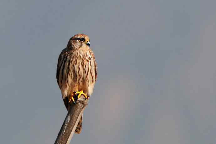 红隼站桩 wbr摄于野鸭湖