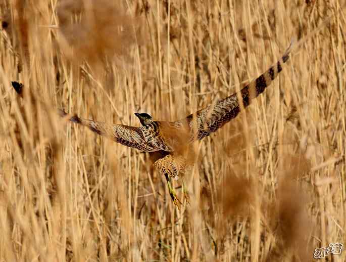 圆明园&nbsp;wbr路&nbsp;wbr大麻鳽