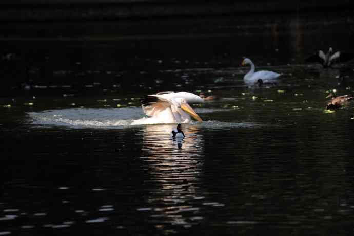 再拍鹈鹕 wbr wbr14