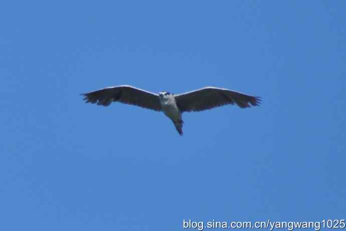 飞（夜鹭） wbr3