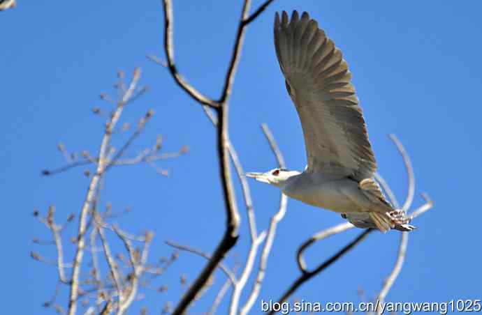北京动物园的鸟类——飞（夜鹭）1