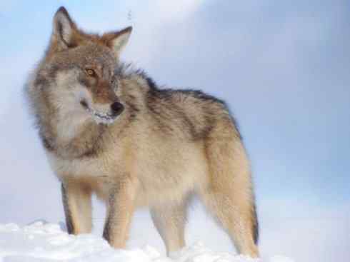 狈：传说的兽原型探秘（狼）