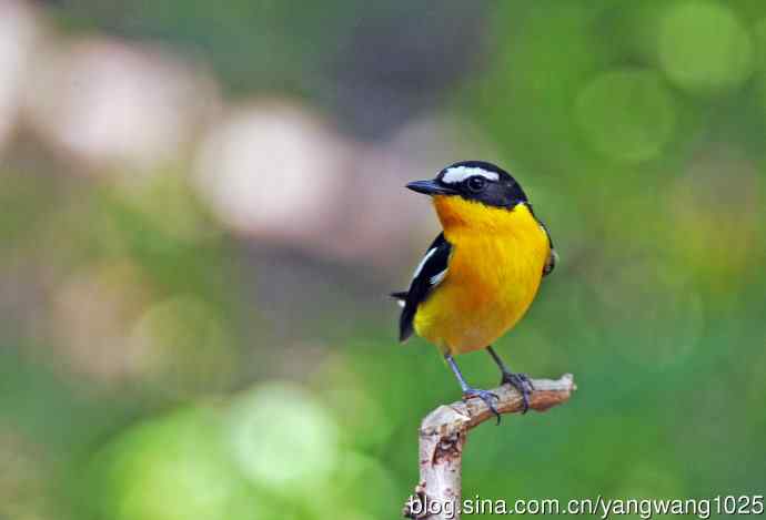 雄性白眉姬鹟（2）