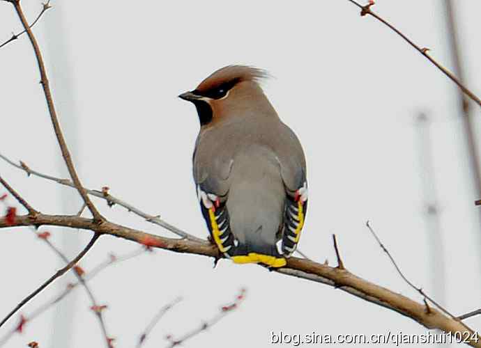 大太平.小太平(植物园) 大太平.小太平(植物园)